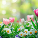 Jak využít jaro pro oživení těla i duše